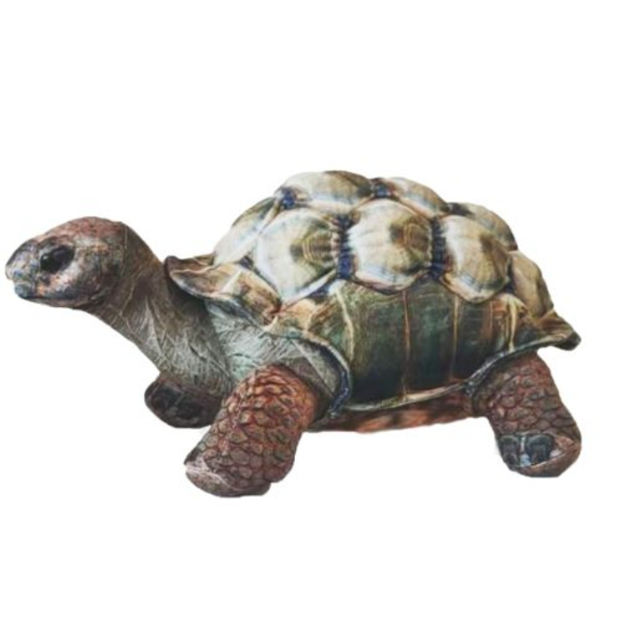 Darwin Tortoise 24cm