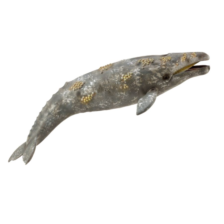 Collecta Extra Large Gray Whale