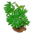 Leafy Plant 22cm Assorted