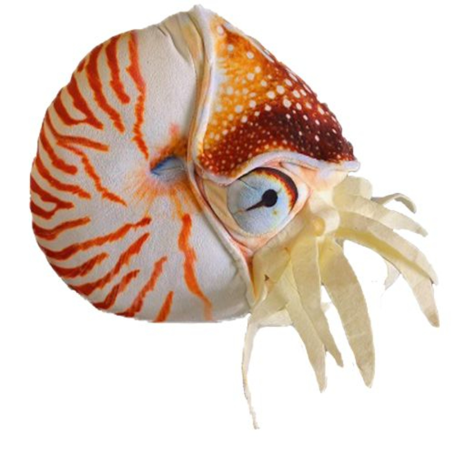 Grace Nautilus Shell 30cm